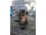 CAT GROOMER