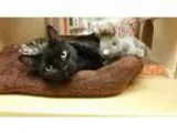 Adopt Silky a Domestic Short Hair-black