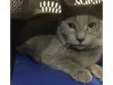 Adopt Natasha a Gray or Blue Russian Blue  Mixed (short coat) ca