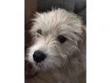 Adopt Scruffy a TanYellowFawn Terrier (Unknown Type Small)  Mixe
