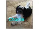 Adopt Charlie a Black - with White Lhasa Apso  Poodle (Miniature