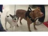 looking for a sweet tempered pitbull great with kids