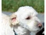 Adopt Zayne a White Poodle (Miniature)  Mixed dog in Antioch CA 