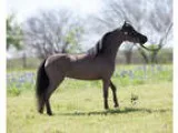 AMHA Show Miniature Mare