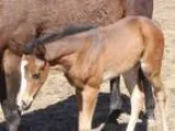 Good Asset Bred Filly Full Sibling in Czech Republic Showing