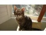 Adopt Kingsley a Brown or Chocolate (Mostly) Domestic Shorthair 