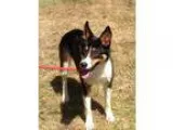 Adopt DINO a Tricolor (TanBrown and Black and White) Border Coll