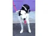 Adopt SMITTY a Black - with White Border Collie  Mixed dog in Sa
