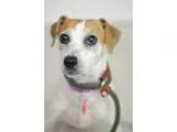 Adopt Hope a Jack Russell Terrier