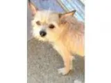 Adopt Nellie a White - with Tan Yellow or Fawn Brussels Griffon 