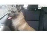 Adopt Maggie in New England a Pug  Terrier (Unknown Type