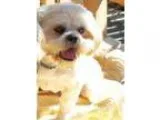 Adopt PANCHITO a Lhasa Apso