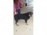 Adopt SHANNON - COMING SOON a Rottweiler