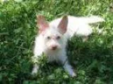 Adopt Winnie a West Highland White Terrier Westie Poodle