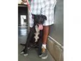 Adopt SCOUT - I am a Happy Pup a Black - with White Pit Bull Ter