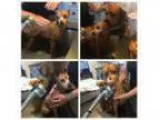 Adopt Louie a Miniature Pinscher
