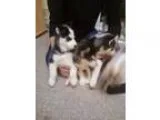 erjhgfrtff siberian husky for sale