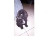Adopt Patty a Tricolor (TanBrown and Black and White) Jack Russe