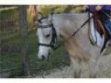 Pony Finals Prospect Silver Buckskin Very Fancy Welsh Show Hunte