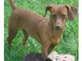 Adopt Baby a Dachshund