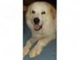 Adopt Bogart a Great Pyrenees