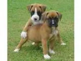 hsdhsht male and female Boxer Puppies for sale