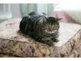 Adopt Xavier a Tabby - Brown Domestic Short Hair