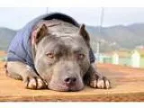 Adopt Mojito a GrayBlueSilverSal t and Pepper American Pit Bull 