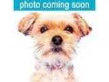 Adopt Quinn a RedGoldenOrangeCh estnut Labrador Retriever  Mixed