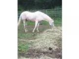Adopt PATCH a PaintPinto  Mixed horse in Chicopee MA (15221817)