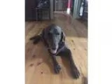 Adopt Cookie a BrownChocolate Labrador Retriever  Mixed dog in C
