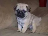 Kansd Pug Puppies