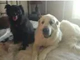 Adopt Rosie a Great Pyrenees