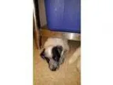 Adopt Oreo and Cookie a White - with Black Blue Heeler  Great Py