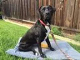 Adopt Bailey a Black Labrador Retriever  Boxer  Mixed dog in San