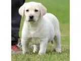 Straight breed Labrador Retriever pups