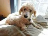 Adopt TONY a White Poodle (Miniature)  Mixed dog in Millerstown 