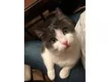 Adopt Pixie a Gray or Blue (Mostly) Domestic Shorthair  Mixed (s