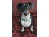 Adopt Fraedo a Dachshund