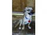 Adopt Shane a TanYellowFawn - with White Dachshund  Mixed dog in