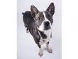 Adopt Anastasia a Australian Cattle Dog  Mixed dog in Decatur GA