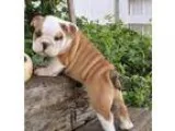 Yidjbjkb English Bulldog Pups for sale