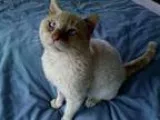 Adopt George a Cream or Ivory Siamese  Mixed (short coat) cat in