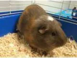 Adopt Chablis a Guinea Pig