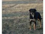 Adopt Porter a Black - with Tan Yellow or Fawn Border Collie  Sh