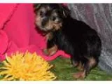 Deswwqa Teacup Yorkie Puppies For Sale