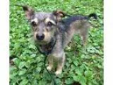 Adopt Barney a Black - with Tan Yellow or Fawn Terrier (Unknown 