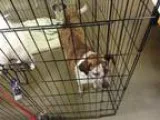 Adopt Tina a Beagle Australian Cattle Dog (Blue Heeler)