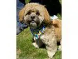 Adopt Frankie a RedGoldenOrangeCh estnut - with Black Shih Tzu  