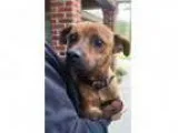Adopt Chance a Miniature Pinscher